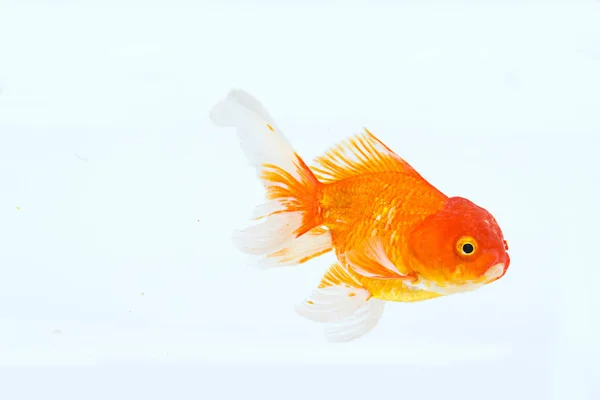 Goldfish swimming in aquarium, white background — Stock Photo, Image