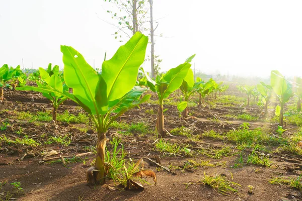 Piantagione di banane. La fattoria delle banane. Giovani piante di banane nelle zone rurali lontane — Foto Stock