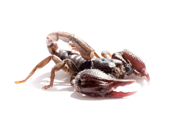 Escorpión sobre fondo blanco, escorpión con grandes alicates —  Fotos de Stock
