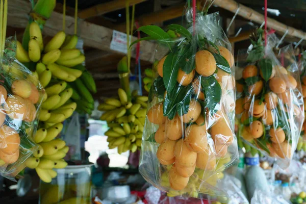 Marian Plum Plango Thai Fruit Hand Lined — Stock Photo, Image