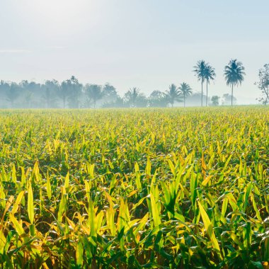 Yeşil ve sarı yaprakları ile 1-1, sabah mısır tarlası oranında büyük bir mısır tarlası.