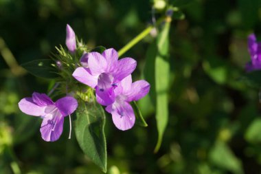 Tayland ormanında mor çiçekler.