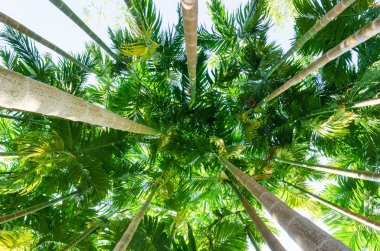 Bir palmiye ormanının düşük açı görünümü,Düşük görünüm yaprakları.