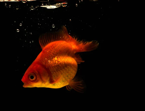 Siyah Bir Arka Plan Üzerinde Kabarcıklar Ile Yüzme Goldfish — Stok fotoğraf