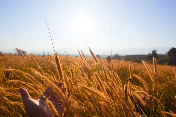 Sunset Grasses Follow Wind — Stock Photo, Image