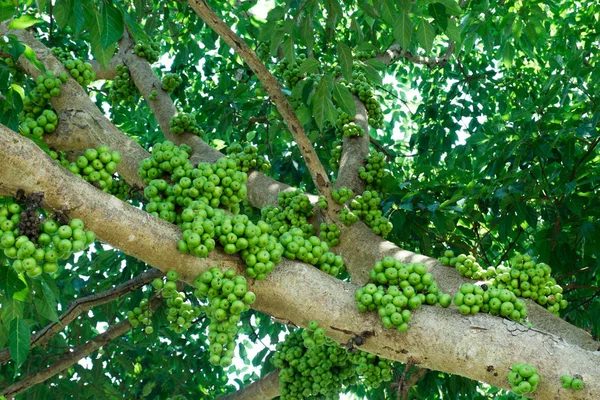 Fruiting fig tree in nature, Cluster fig tree, thailand fig tree or fig,figs fruit tree.