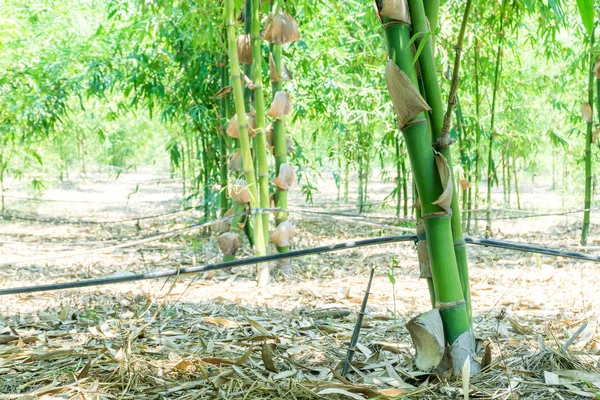 close up green bamboo planted in the garden,BAMBUSA BEECHEYANA MUNRO BEECHEY BAMBOO, SILKBALL.