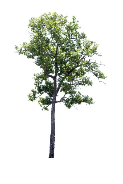 Tree Xylia Xylocarpa Roxb Taub Geïsoleerd Witte Achtergrond — Stockfoto