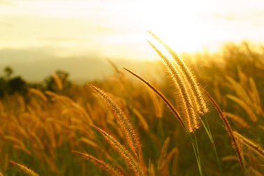 Tilki kuyruğu otlar günbatımı, Setaria viridis, seçici odak