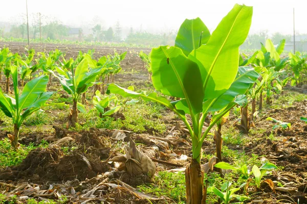 Piantagione di banane. La fattoria delle banane. Giovani piante di banane nelle zone rurali lontane — Foto Stock