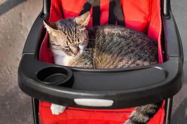 Kedi arabasındaki bebek bir gezi