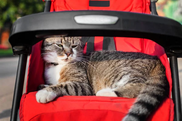 cat in stroller