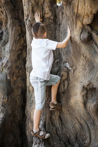 Chico escalando el viejo árbol — Foto de Stock