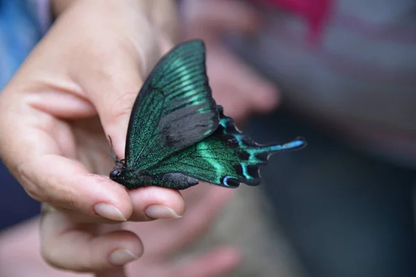 Elinde Güzel Kelebek — Stok fotoğraf