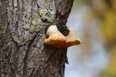 Ağacın gövdesinde mantar