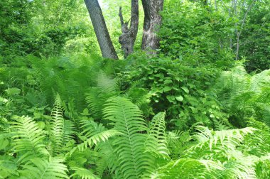 Yaz aylarında ormanda terk
