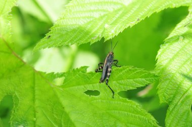Yeşil yapraklı tırtıl