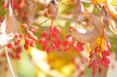 Kızamık sonbahar bir arka plan üzerinde meyveler