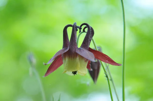 Veld Weide Veldbloemen — Stockfoto