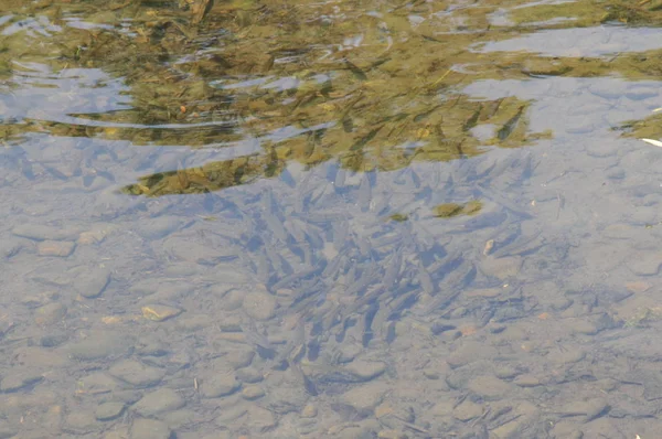 Una Bandada Pequeños Peces Bajo Agua Día Soleado —  Fotos de Stock