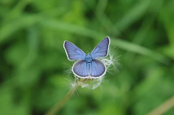 Bir Karahindiba Üzerinde Mavi Kelebek — Stok fotoğraf