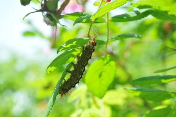 Raupe Auf Einem Grünen Blatt — Stockfoto