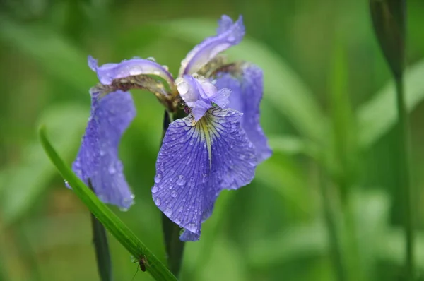 Veld Weide Veldbloemen — Stockfoto