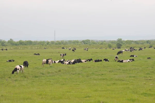 Kuhherde Auf Dem Feld — Stockfoto