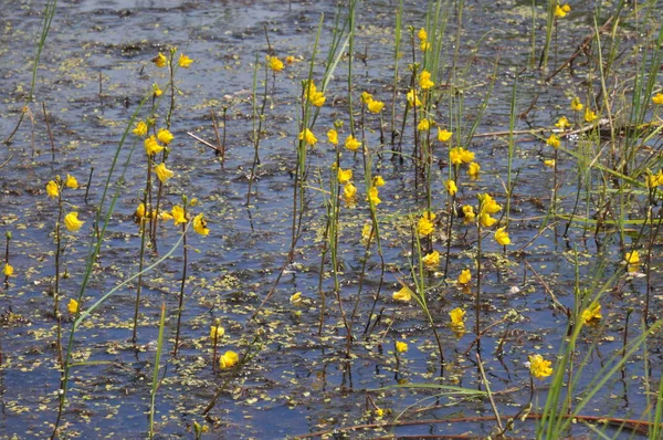 Květiny Žluté Vody Lesní Jezírko — Stock fotografie