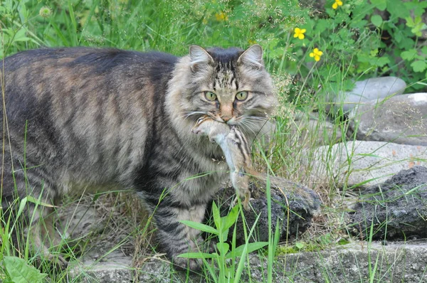 Cat Hunter Grabbed Booty Chipmunk — Stock Photo, Image