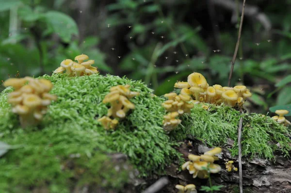 苔のログイン ミッジと夏の森で野生のエリンギ — ストック写真