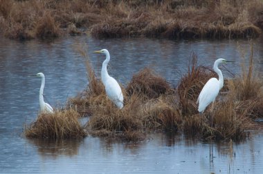 Sonbaharda gölde üç beyaz leylek