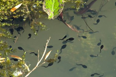 Yaz azıyorum kurbağa yavrularını