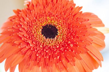 Beyaz zemin üzerine kırmızı çiçek yakın çekim