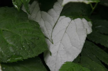  Yaprakları Actinidia kolomikta portre