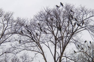 Kuzgunlar bir ağaç üzerinde