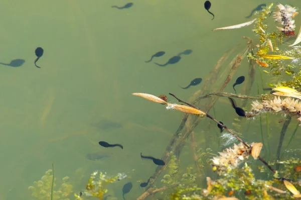 Tadpoles Uma Poça Verão — Fotografia de Stock