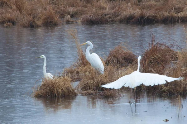 Tres Cigüeñas Blancas Lago Otoño — Foto de Stock