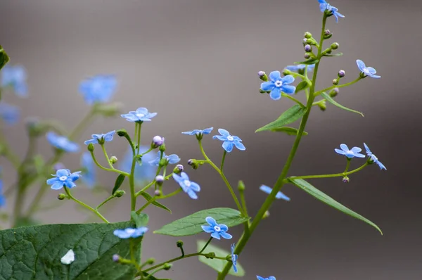 Blauwe Wilde Bloemen Zomer — Stockfoto