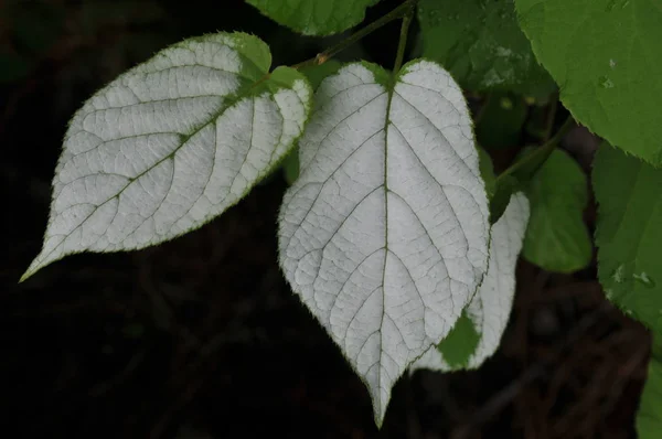 Listy Actinidia Kolomikta Closeup — Stock fotografie