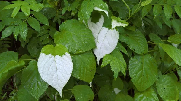 Listy Actinidia Kolomikta Closeup — Stock fotografie