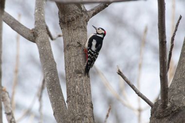 Ormanda bir ağaç üzerinde ağaçkakan