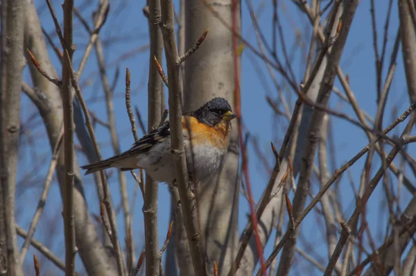 Forest Bird Branch — Stock Photo, Image