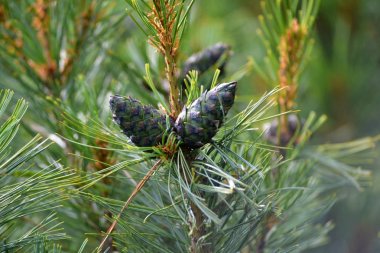 Kuzey sedir ağacı koniler