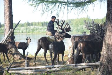 Evenk geyik sürüsü içinde
