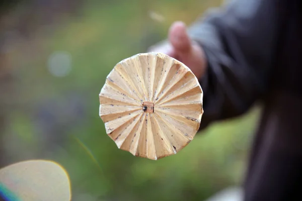 Spezialwerkzeug Aus Holz Itik Zur Herstellung Von Joghurt Aus Hirschmilch — Stockfoto