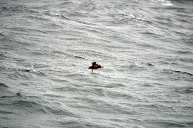 Deniz cirrhata yükseldi, Ohotsk Denizi, Shantar Adaları