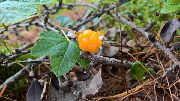 숲에서 Cloudberries — 스톡 사진