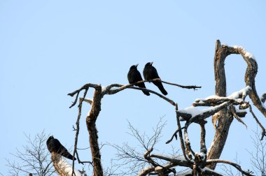 Mavi gökyüzü karşı bir ağacı kışın üç kargalar oturmak