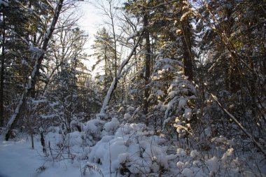 Güneşli sabah ışınları kış orman